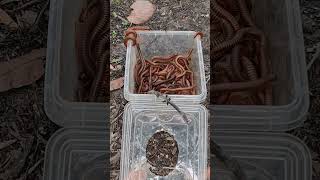 Millipedes in the Farm of the Leaves insects snack animal viralshort viralvideo [upl. by Liew182]