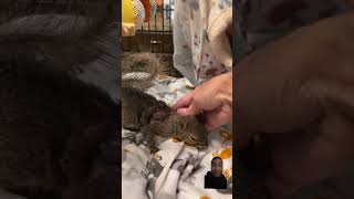 squirrel animals cute pets wildlife botfly funny mattyb [upl. by Ahsauqram]