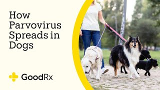 How Parvo Spreads in Dogs — and How to Prevent the Infection  GoodRx [upl. by Aihtenak]