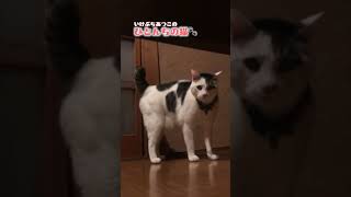 「サッたんと遊ぼう」ひとんちの猫🐾file13 shorts cat 猫 猫動画 癒し ナレーター 池渕厚子 ミックス たわしっぽ 猫のいる暮らし [upl. by Abate639]