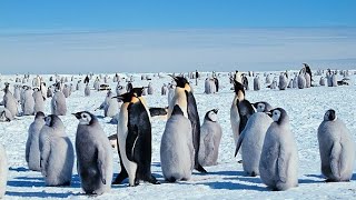 Antarctica Animals facts sorts top motivation youtubeshorts nature science travel [upl. by Diane-Marie384]