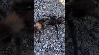 It’s tarantula mating season Full video Soon [upl. by Sorac162]