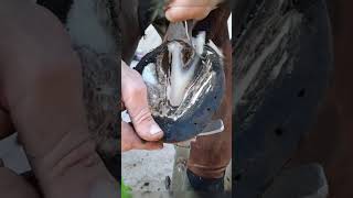 ASMR Horse Hoof Cleaning horse satisfying [upl. by Hartzke]