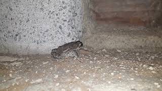 I gave a yummy treat for frog in my house  Eating wood termites 😋 termites funnyanimal frog [upl. by Senoj]