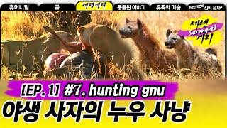 Hungting gnu  Wildlife in Serengeti EP01 07 사자의누우 사냥과 약탈자 하이에나 [upl. by Alyam987]