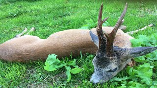 Kapitale Böcke zum Aufgang der Bockjagd [upl. by Silvio]