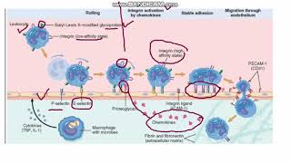 Acute Inflammation Part 2 Reaction of Leucocytes [upl. by Ahsei]