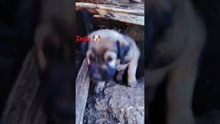 Zedo 🐶zedo dog dogisafriend doglover shortsvideo [upl. by Anaik]