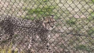 アジャブさん♪ チーター 千葉市動物公園にて 2024年3月2日 [upl. by Ambert489]