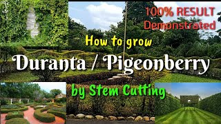 Tips and technique for growing Duranta Hedge by cutting  Pigeonberry hedge  Ep 6 [upl. by Tuinenga]