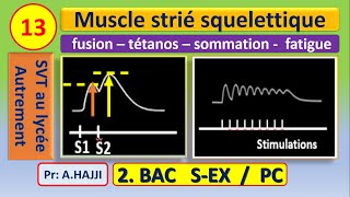 Muscle strié squelettique fusion des secousses  sommation  tétanos parfait et imparfait  fatigue [upl. by Garvin620]