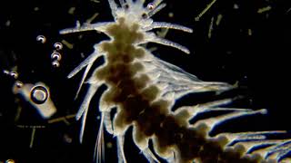 Myrianida polychaete epitoke [upl. by Emogene153]