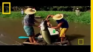 Monster Fish of the Amazon  National Geographic [upl. by Nilrah821]