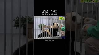 인어공주 푸바오 The Little Mermaid Fubao 푸바오 판다 힐링 동물 귀여운 사랑스러운 fubao panda cute [upl. by Manly]