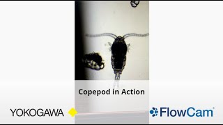 Copepod as seen in video mode on a FlowCam [upl. by Ahsiuqet]