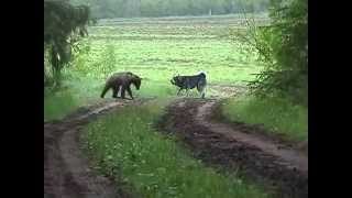 Jämthunden quotNoligårns Bärch Mosesquot Skäller ståndskall på Björn BearHound barks at bear [upl. by Retha986]