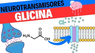 Neurotransmisor Glicina Fisiologia y anatomia [upl. by Sevy]