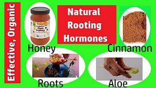 Homemade Rooting Hormone Natural Rooting Hormone at Home [upl. by Lutero971]