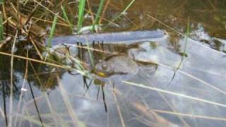 Gelbbauchunke  Yellowbellied toad [upl. by Nohtanoj580]