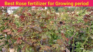 Best Rose fertilizer for growing period [upl. by Georgianne]