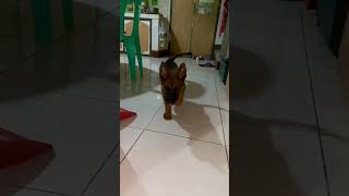 Belgian Malinois x Belgian Tervuren [upl. by Aztiraj]