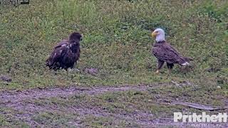 Dad brings a rabbit E23 flies away with the prey 🤩 092120240328 Southwest Florida Eagle Cam [upl. by Ahsienroc898]