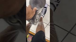 When the bodega cat keeps following you around cats catshorts newyork catsofyoutube jazz [upl. by Litton]