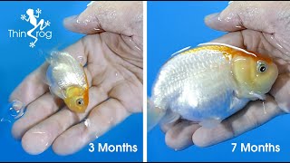 Goldfish Fry Growth from 1st day to 7 months [upl. by Sil371]