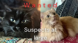 Suspects accused of attempted toy crimes🤣cats funny funnycats fyp catvideos [upl. by Loralie]