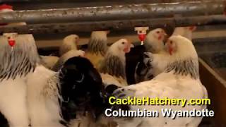 Columbian Wyandotte Chicken Breed Breeder Flock  Cackle Hatchery [upl. by Enneyehs]