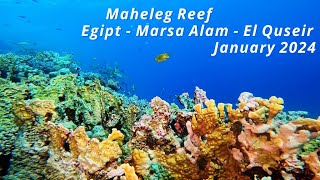 Maheleg Reef  Egipt  Marsa Alam  El Quseir  January 2024 [upl. by Ardnuasak]