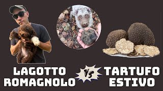 Venite a TARTUFI con me e TABUIA  Lagotto Romagnolo Vs Tartufo estivo [upl. by Neelyahs]