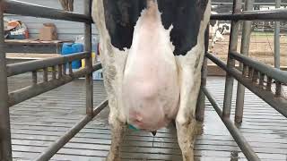 Dairy Cow Udder Abscess [upl. by Letitia]