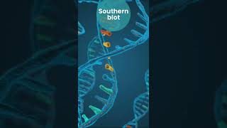 Southern blot Western blot Northern blotEastern blot [upl. by Amiel719]