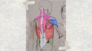 Deciphering Neck Musculature and Aesthetic Symmetry drawingneck anatomydrawing figuredrawing [upl. by Waldos188]