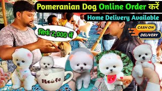 Pomeranian dog Online Order Kaise kare  Pomeranian dog price in India  Cheapest price dog Market [upl. by Ahtiekahs]