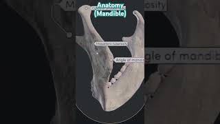 Anatomy of Mandibleindradentalvlogs mandible shorts dentist [upl. by Ramej]