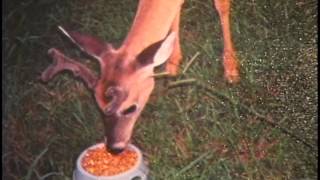 Deer in Marion County TN from 1999 WRCB Chatt TN [upl. by Sabra]