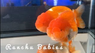 Goldfish Fry Growth and Development [upl. by Musa]