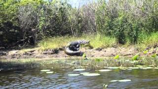 huge croc on bank of Corroboree Billbong [upl. by Archer]