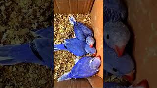 Parrot Mutations  Cute Triplets viral cute beautiful amazing reels shorts [upl. by Zaria]