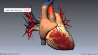 Heart Anatomy  Right Atrium  3D Anatomy Tutorial [upl. by Orrocos]