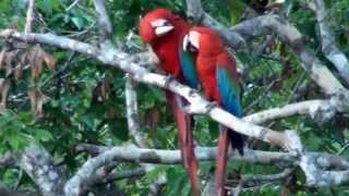 REDANDGREEN MACAW ARA CHLOROPTERUS ARARAVERMELHA [upl. by Waligore]