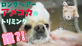 【犬 お手入れ】アメリカンコッカースパニエル ぽる太のプロによるトリミングを全部公開 [upl. by Noonan]