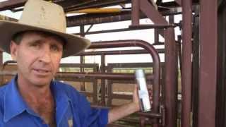 Dehorning and branding pain relief trials Australia [upl. by Brunk377]