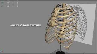 3D Modeling of a Rib Cage [upl. by Atnovart]