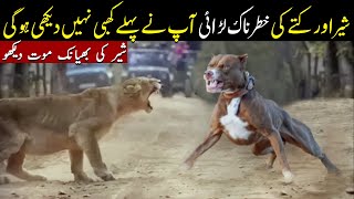 Pitbull Dogs Vs Lion  دیکھو شیر کا کیا حال ہوا ؟  Planet Earth [upl. by Natehc]