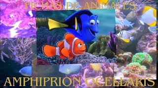 Amphiprion Ocellaris Hollywood en nuestro acuario [upl. by Eneleoj]