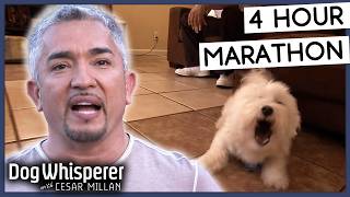 4 Hours Of Dog Whisperer With Cesar Millan [upl. by Lerred]