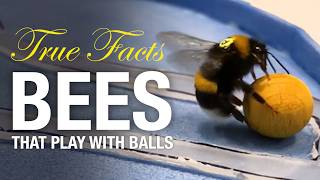 True Facts Bees That Play With Balls And Do Math [upl. by Sherm655]